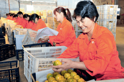 农民专业合作社果品加工线