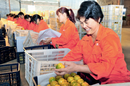 农民专业合作社果品加工线